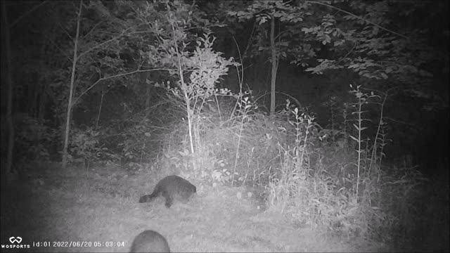 Backyard Trail Cam - Raccoons Hunting Night Crawlers