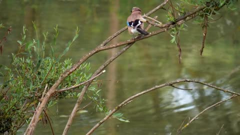 nature-bird-swallow-colombia