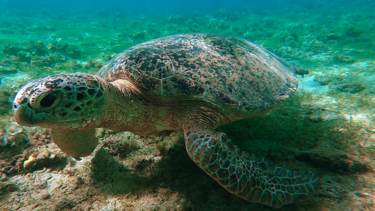 Close up of a Turtle Swimming in Clear Sea Waters