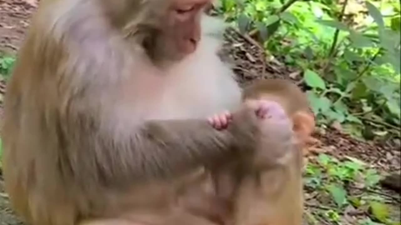 Monkey mama