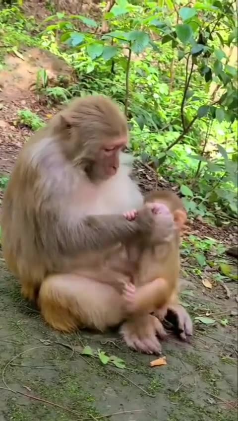 Monkey mama