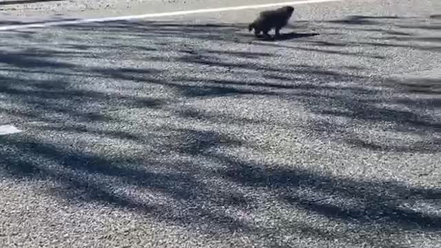 Worried for a Groundhog Playing in Traffic