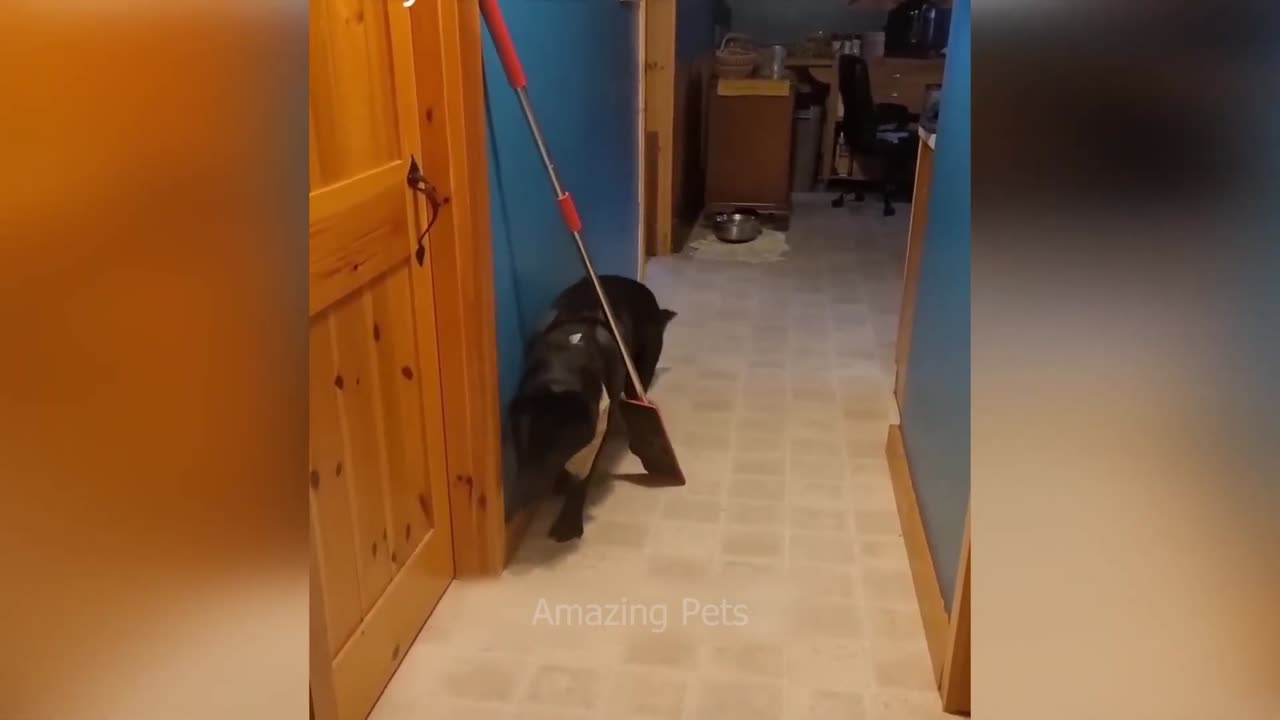 New Funny Animals π Funniest Cats and Dogs Videos πΊπΆ