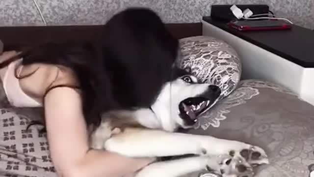 Fault of the dog