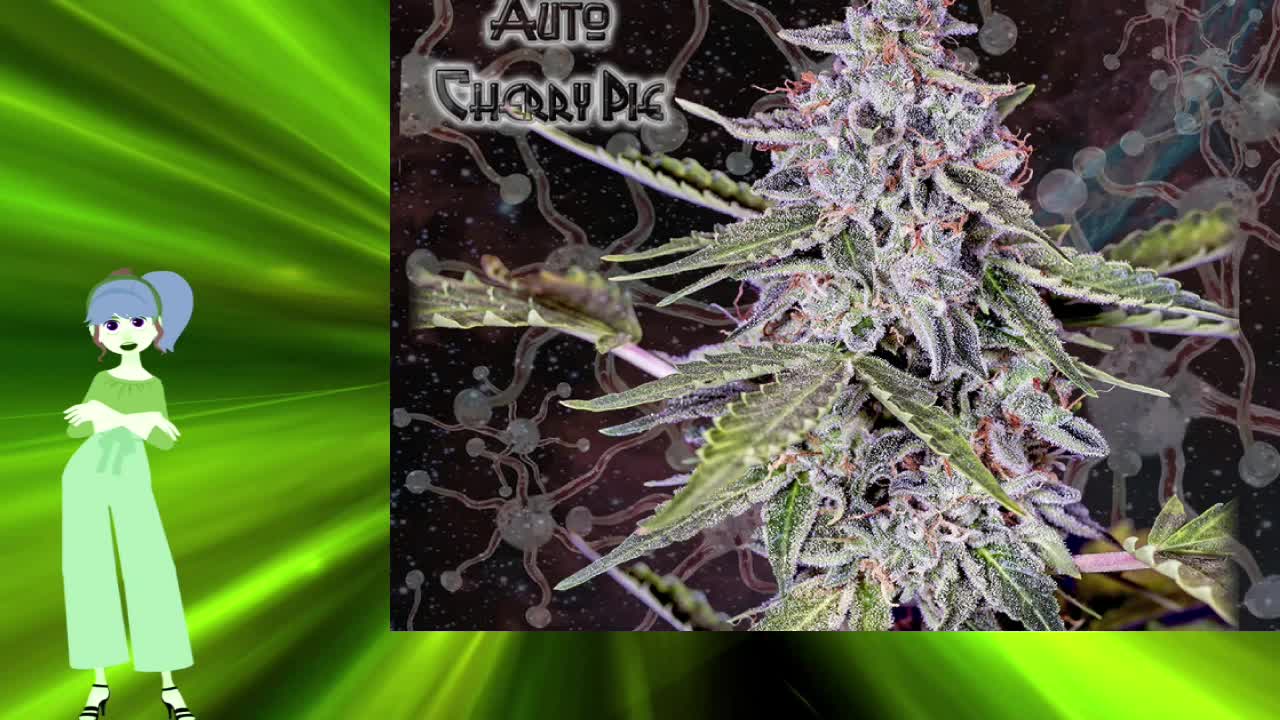 Cherry Pie Auto – GeneSeeds Bank