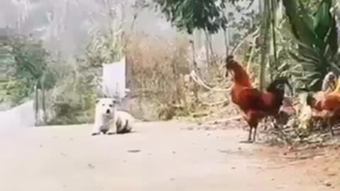 Hen vs dog