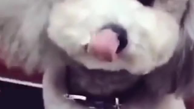 The funniest and cutest pets gathered in one video - part 1