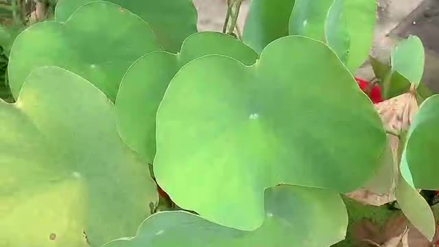 The lotus leaves are about to wither
