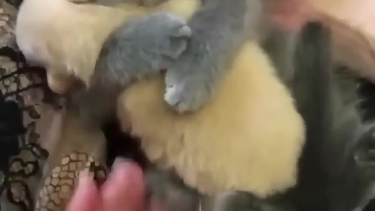 Funny Animals