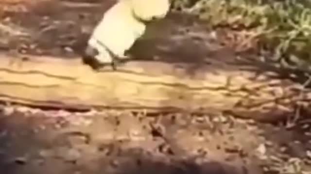 Funny Dog Fall Compeletion video 😂🤣 Try not to laugh