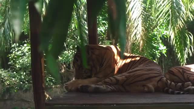 Bengal Tiger Licking its Paws