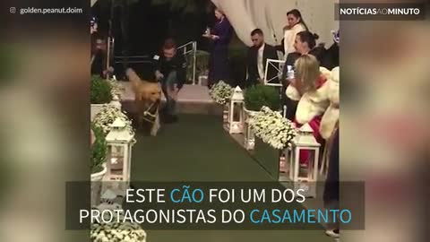 Cão leva alianças de donos ao altar