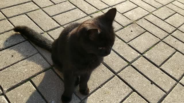 My black cat
