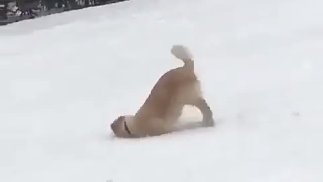 Skiing Dog: Cute and funny dog goes skiing without a board.