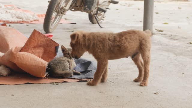 Street dog and cat friendship❤❤🥰🥰