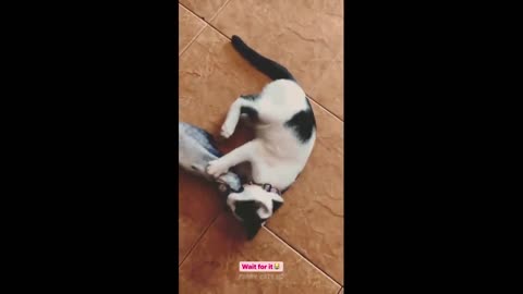 funny Cat video