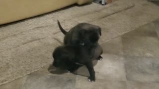 PITBULL PUPPY COMEDY