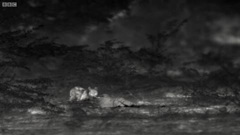 Leopard Kill Captured with Infrared Night Vision | Lands of the Monsoon | BBC Earth