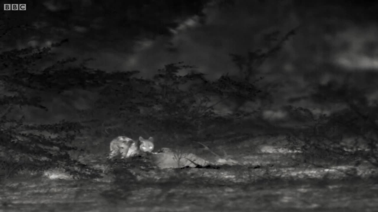 Leopard Kill Captured with Infrared Night Vision | Lands of the Monsoon | BBC Earth