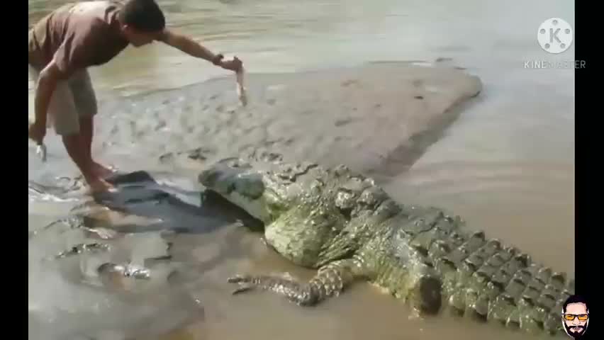 This lazy crocodile has been flying free mutton at the hands of this man for the last 20 years