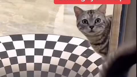 Cat funny video/