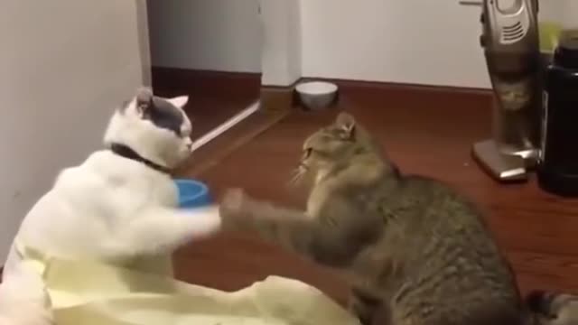 Funniest cats and dogs 🐶🐱 part 1