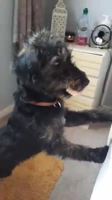 El perro que se robó la dentadura de su dueña se convierte en una celebridad en las redes