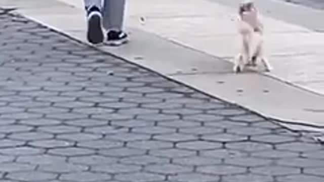 Dog on leash walks in hilariously bizarre manner