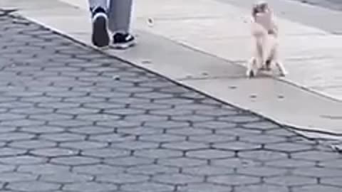 Dog on leash walks in hilariously bizarre manner