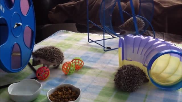 Cute Little Hedgehogs