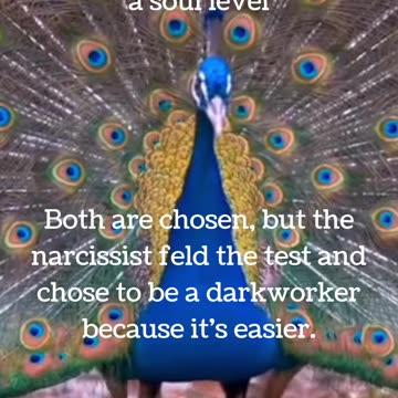 The difference between a narcissist and a empath on a soul level