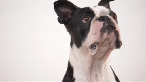 French bulldog eating a treat in slow motion