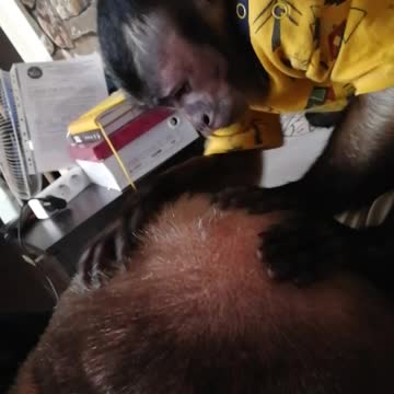 Массаж от Мирона