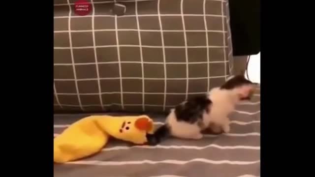The Funniest and Cutest Animals 010