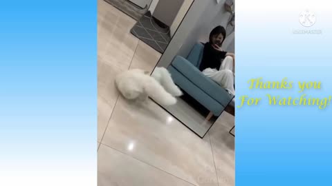 Cute Cats In front of mirror | 🤣😂Very funny