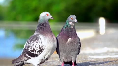 Beautiful Two Pigeons on the Ground