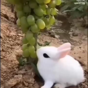 cute rabbit video ♥️nice love ❤️ videos whatsapp status video