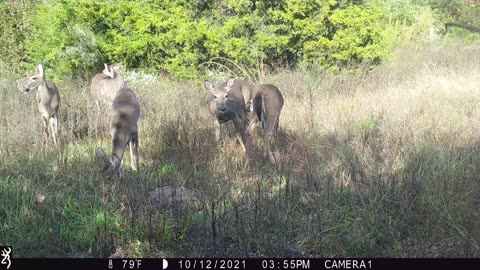 Trail cam pics from new spot (EPIC) pic of hawk and rabbit playing tag