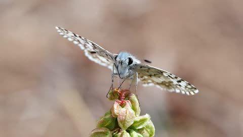 Marco Footage Targeting Fly Collects Flower Nectar