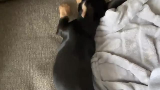 Beanie (mini dachshund) loves to play