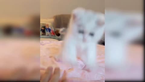 Baby Cats - Funny and Cute Baby Cat Videos Compilation #3