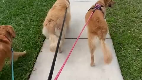 Golden Retriever's Cute Wiggly Walk