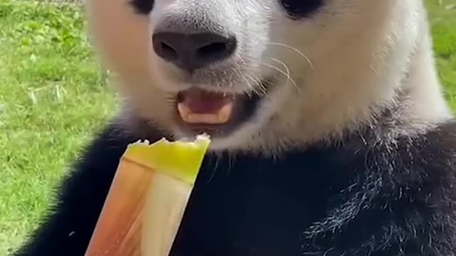 Giant pandas eat bamboo