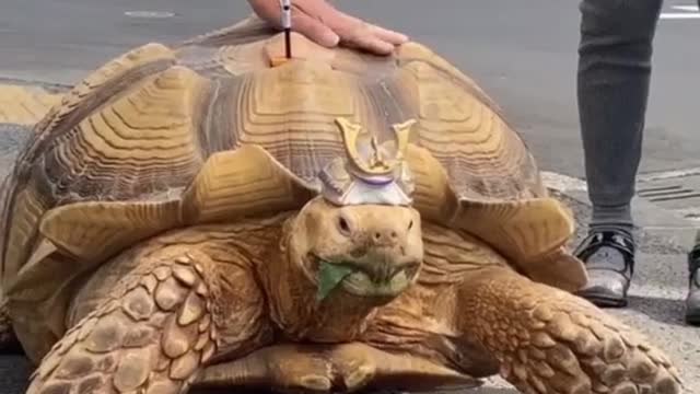 Man pet Tortoise 🐢 in japan