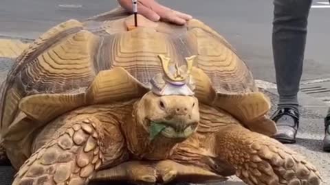 Man pet Tortoise 🐢 in japan