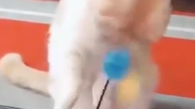 Cat funny video