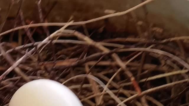 TWO MOURNING DOVES -- IN EGG FORM