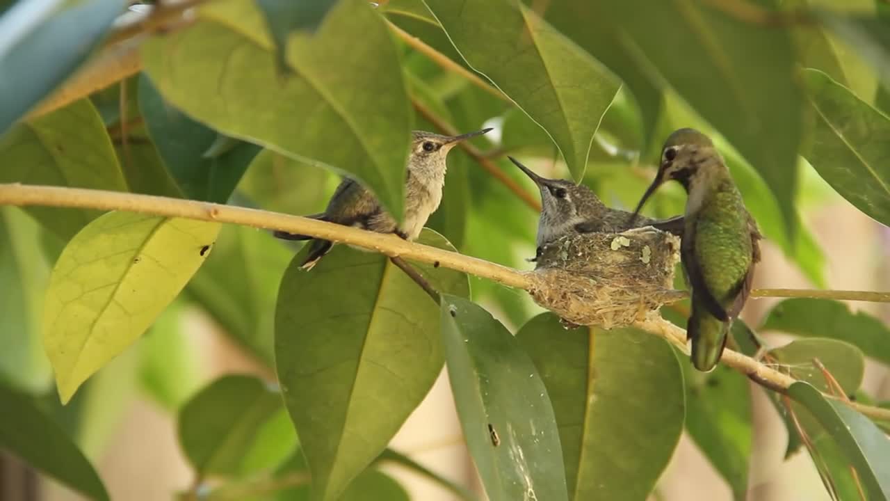 Hummingbird Baby leaves nest and flies for the first time