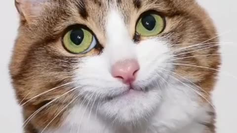 Cute Cat Lovely Expressions