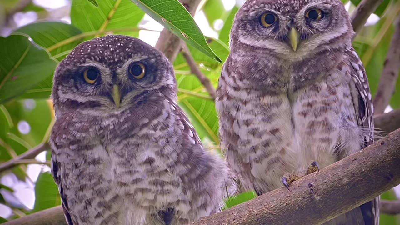 Wildlife and Funs